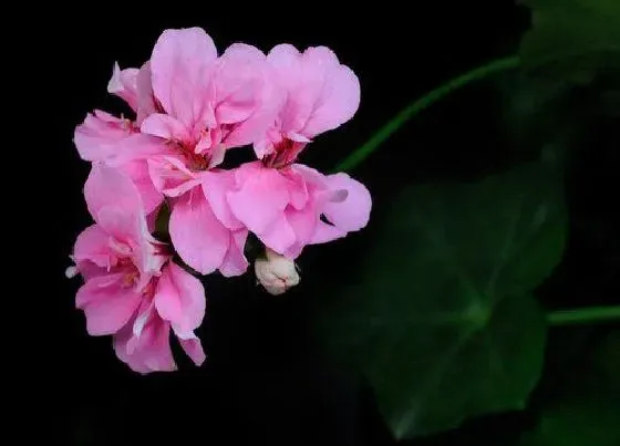 植物种类|八仙花是草本还是木本