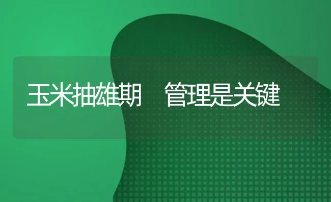 玉米抽雄期 管理是关键 | 粮油作物种植