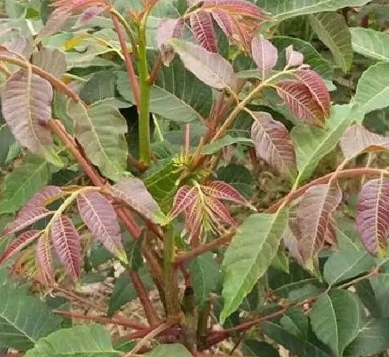 植物百科|香椿树一年能长多高 每年能长多少公分