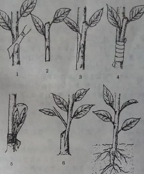 植物嫁接|桃树可以嫁接黑布林吗，桃苗可以嫁接黑布林李子吗）