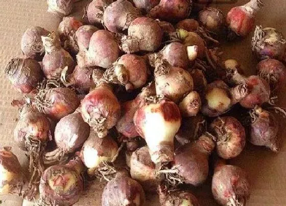 种球|百子莲种球保存方法与种植时间