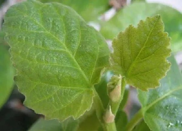 植物发芽|无花果什么时候发芽长叶