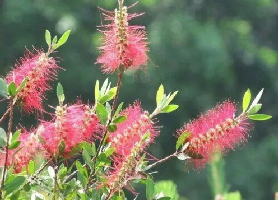 开花时间|串钱柳什么时候开花