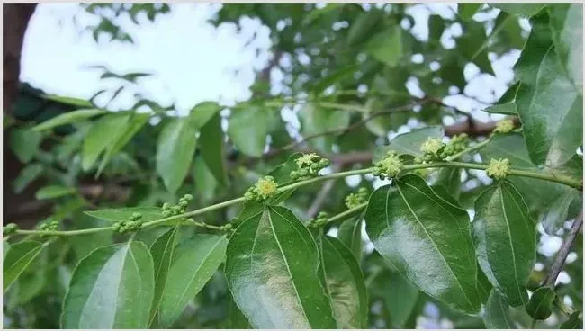 枣树开花不结果怎么办 | 农业科普