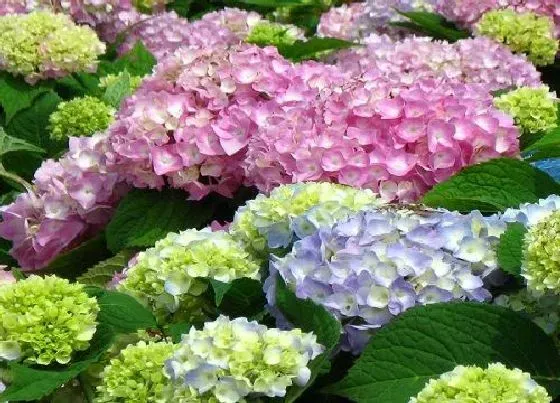 花之最|大花绣球有哪些品种 值得入手的绣球花品种名称及图片