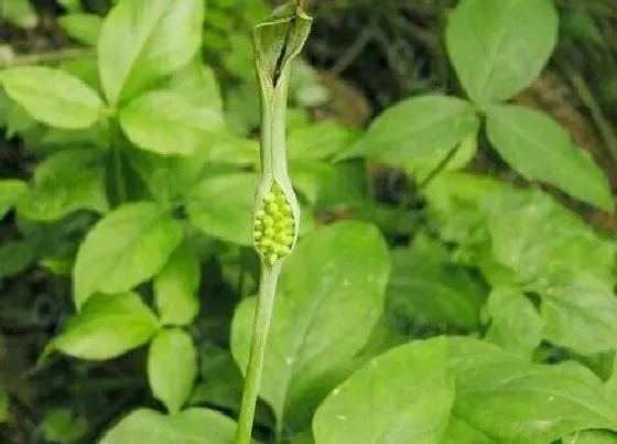 种植方法|半夏种植技术和栽培方法 半夏生物学特性及栽培技术要点