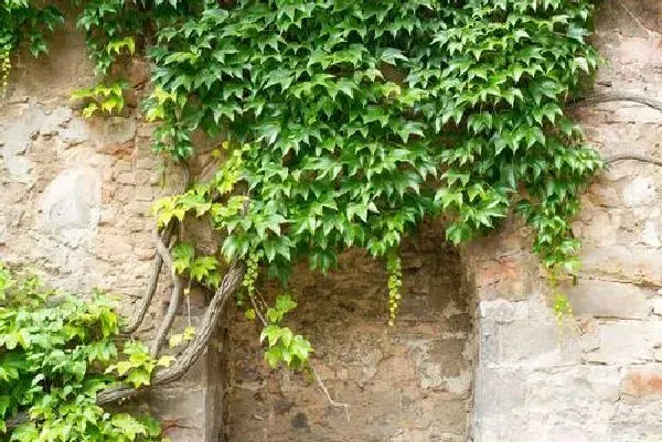 植物浇水|常春藤浇水时间和正确方法