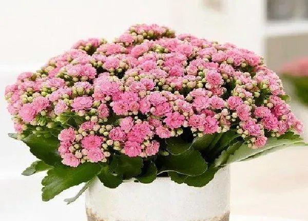 植物浇水|长寿花开花时能浇水吗