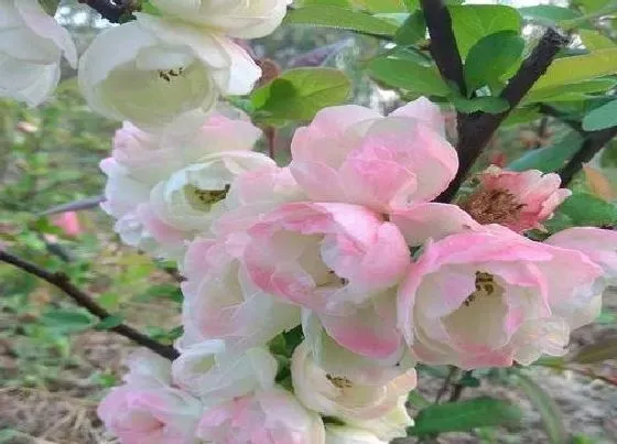 开花时间|海棠花四季开花吗