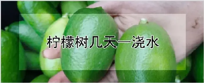 柠檬树几天一浇水 | 耕种资料
