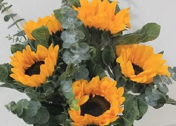 种植位置|家里可以种向日葵花吗