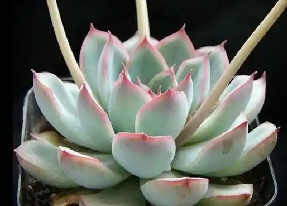 植物毒性|花月夜有毒吗 可以放在室内养吗