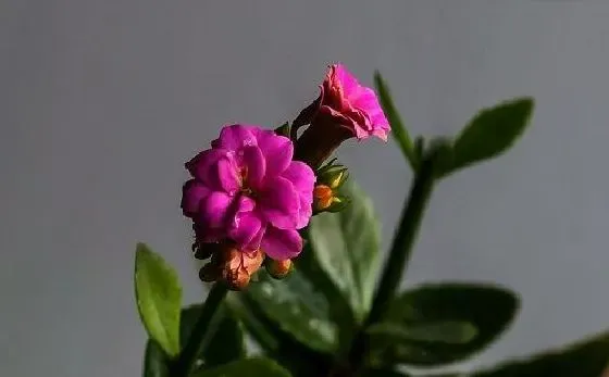 植物百科|长寿花可以淋雨吗 下雨天可以放外面淋雨吗