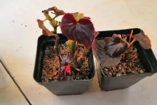 植物繁殖|四季海棠繁殖方法和注意事项，懒人扦插四季海棠方法）