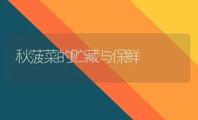 秋菠菜的贮藏与保鲜 | 蔬菜种植