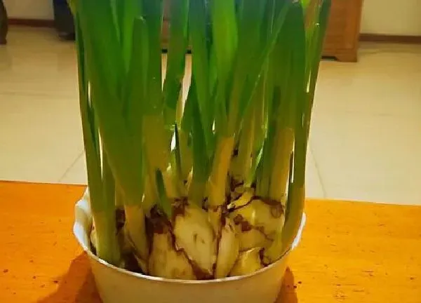 养殖科普|白色花盆适合养什么花
