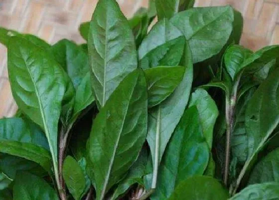 植物百科|枸杞叶是什么季节的菜