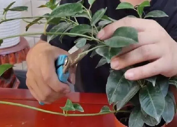 植物扦插|怎样扦插飘香藤