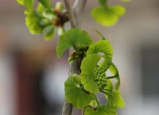 开花时间|银杏树什么时候开花 花期多长时间