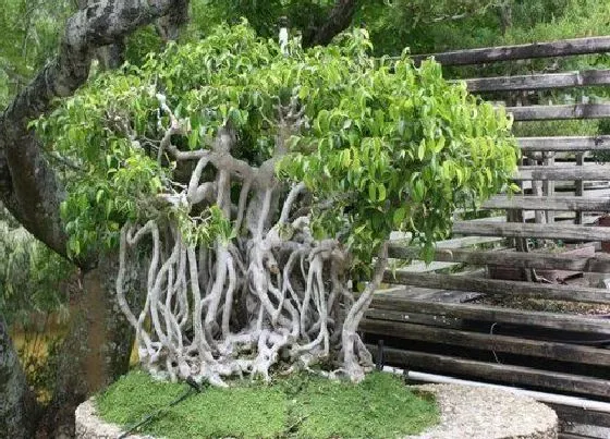 冬天植物|榕树耐寒最低温度（榕树盆景冬天怎么养护）