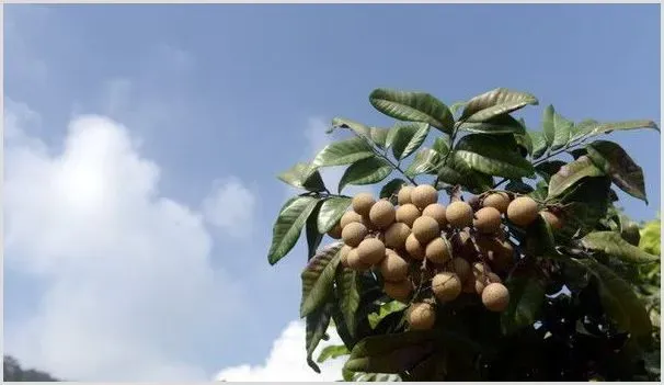 龙眼大小年的原因及预防措施 | 种植技术