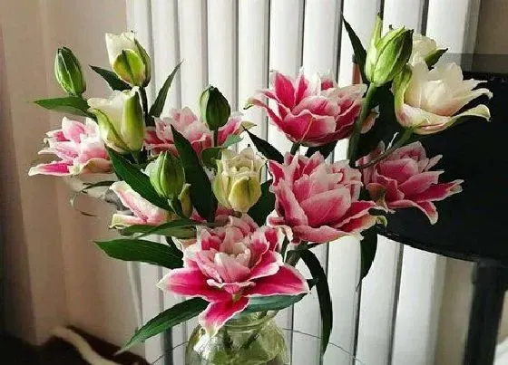 植物寓意|鲜花代表什么象征意义