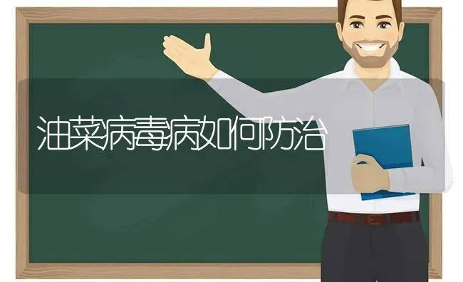 油菜病毒病如何防治 | 粮油作物种植
