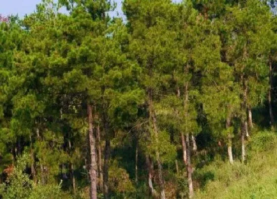 植物种类|松木是什么树种 属于松科木本植物