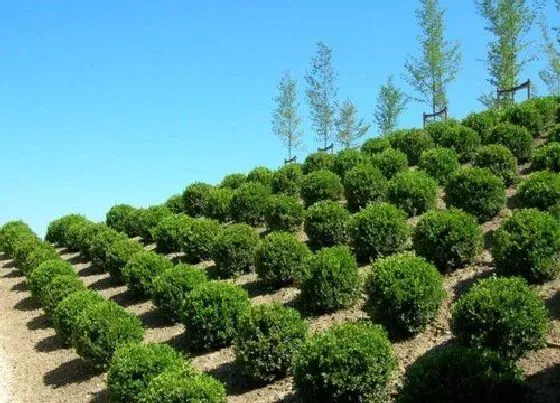 树之最|五行属水的树有哪些