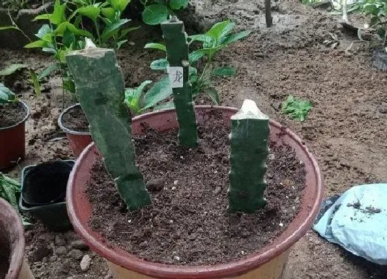 冬天植物|火龙果抗冻吗