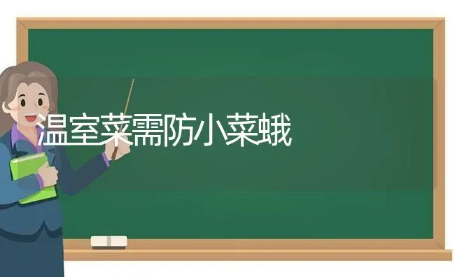 温室菜需防小菜蛾 | 蔬菜种植