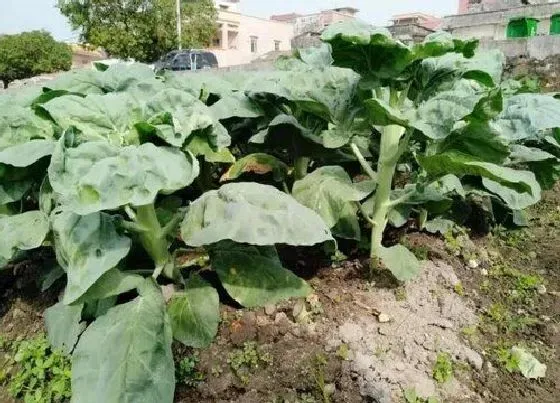 种植管理|芥兰几月份种植最好 种植时间及方法