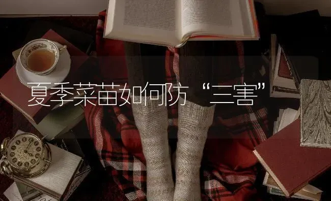 夏季菜苗如何防“三害” | 蔬菜种植