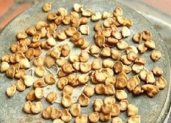 食用须知|辣椒种子怎么吃法