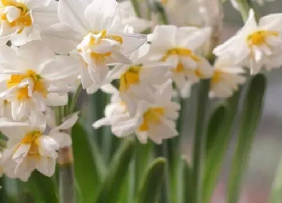 植物百科|水仙花的生长变化情况（水仙花从小到大的生长过程）