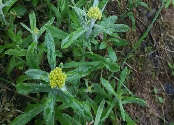 植物百科|清明草又叫什么名称