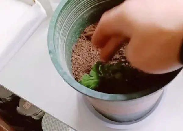 植物扦插|蓝目菊几月份扦插最好