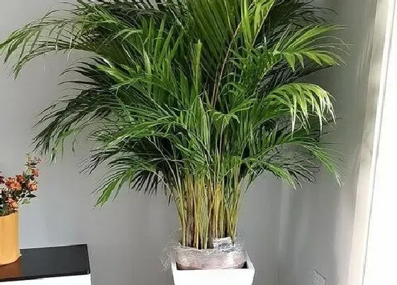 植物施肥|散尾葵施肥用什么肥料长得快 用尿素和复合肥长得好