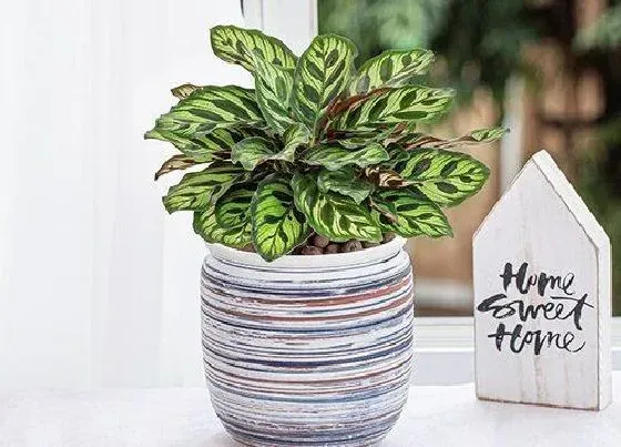 植物种类|观叶盆栽有哪些 观叶盆景常见植物有哪些