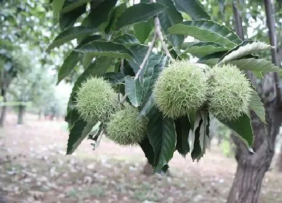 果实成熟|栗子几月份成熟上市