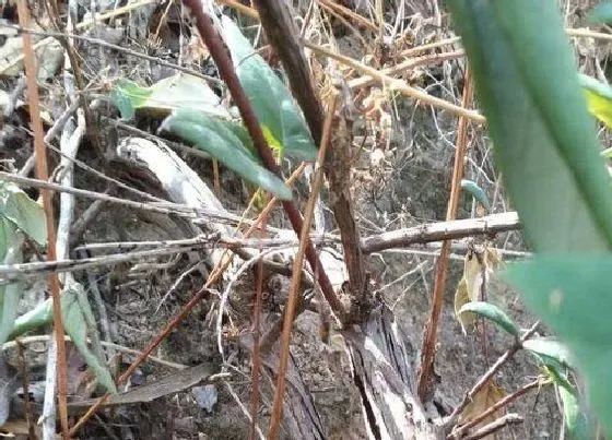 植物百科|藤条是什么植物类别