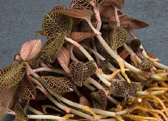 植物繁殖|金线莲怎么繁殖方法和注意事项