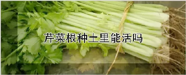 芹菜根种土里能活吗 | 农业科普