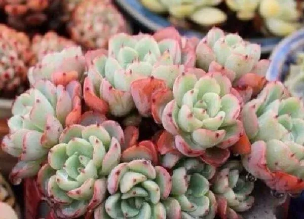 植物浇水|多肉植物夏天怎么浇水度夏（露天多肉夏天怎么浇水不徒长）