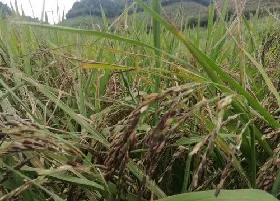 植物百科|糯米是什么植物类别