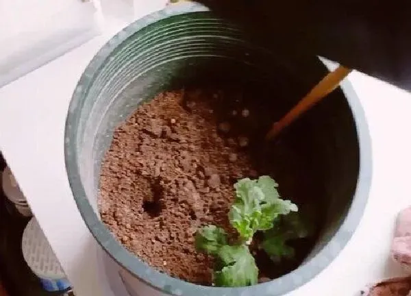 植物扦插|蓝目菊几月份扦插最好