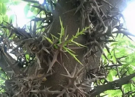 植物种类|农村常见的几种刺树（树枝上长刺的树名称及图片）