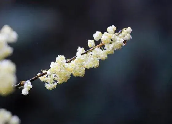 植物百科|胡椒花又叫什么花