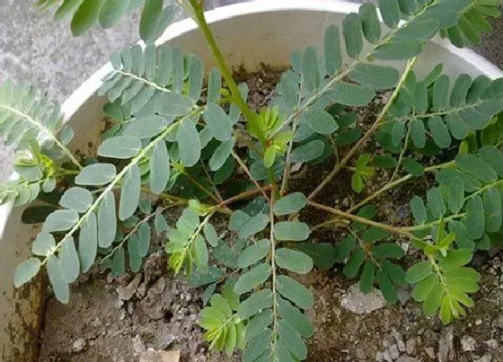 植物种类|鸡骨草有几个品种
