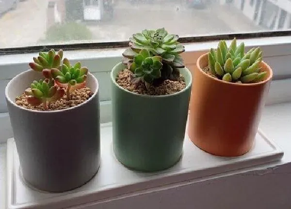 植物移栽|姬胧月多久服盆